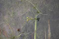 Utricularia australis